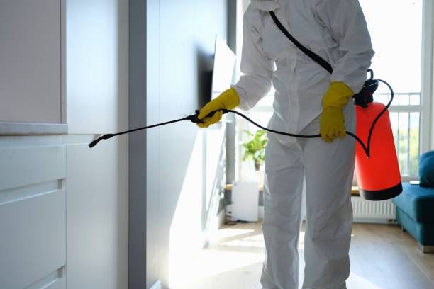 Best Basement Mold Remediation in Midwest City, OK