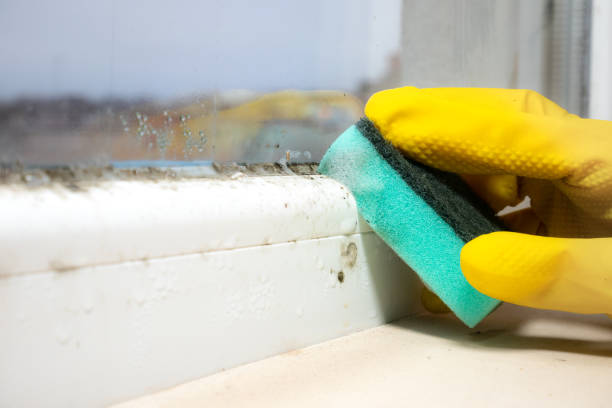 Best DIY Mold Remediation Support Services in Midwest City, OK