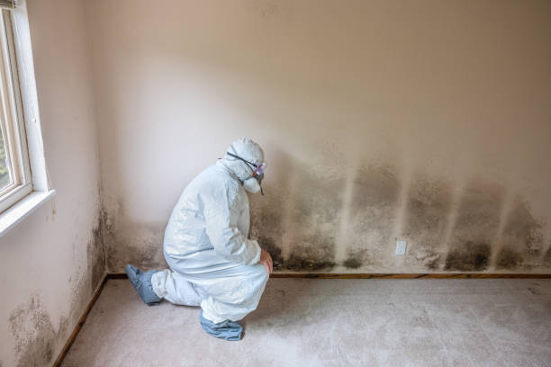 Trusted Midwest City, OK Mold Remediation Experts