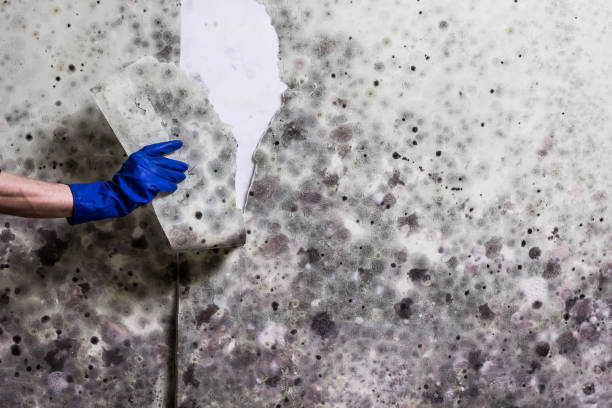 Best Kitchen Mold Remediation in Midwest City, OK